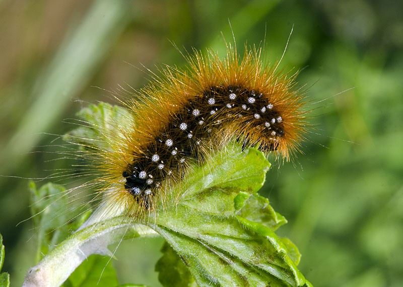 Bruco da determinare - Arctia caja, Erebidae Arctiinae